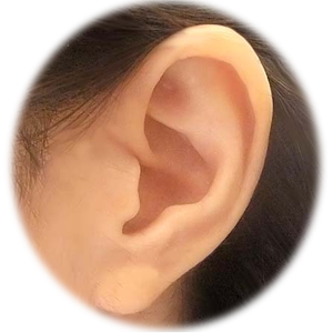 耳の写真
